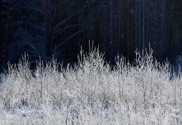جنگلی پوشیده از یخ و برف در تایگا سیبری در یک روز یخبندان در منطقه کراسنویارسک - اسپوتنیک ایران  