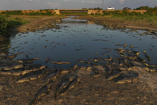 گروهی از کایمن ها در سواحل رودخانه تقریباً خشک شده بنتو گومز در تالاب های پانتانال در نزدیکی پوکونه، ایالت ماتو گروسو، برزیل نشسته اند. 15 نوامبر 2023 - اسپوتنیک ایران  