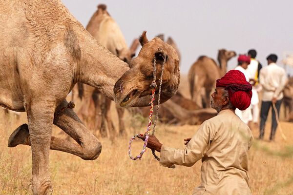 تاجر شتر در جریان بازار مکاره سالانه شتر در پوشکار در ایالت راجستان هند. - اسپوتنیک ایران  