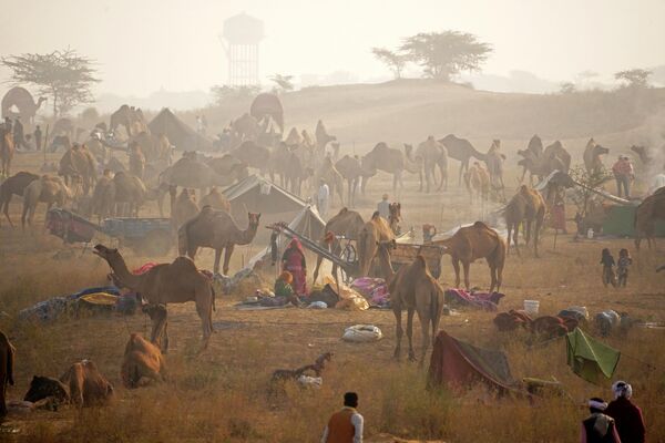 استراحت تاجران شتر در جریان بازار مکاره سالانه شتر در پوشکار در ایالت راجستان هند. - اسپوتنیک ایران  