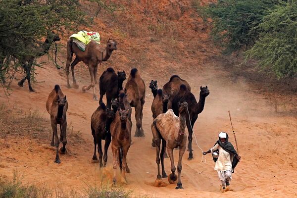 هدایت شترها به محل برگزاری بازار مکاره سالانه شتر در پوشکار در ایالت راجستان هند. - اسپوتنیک ایران  