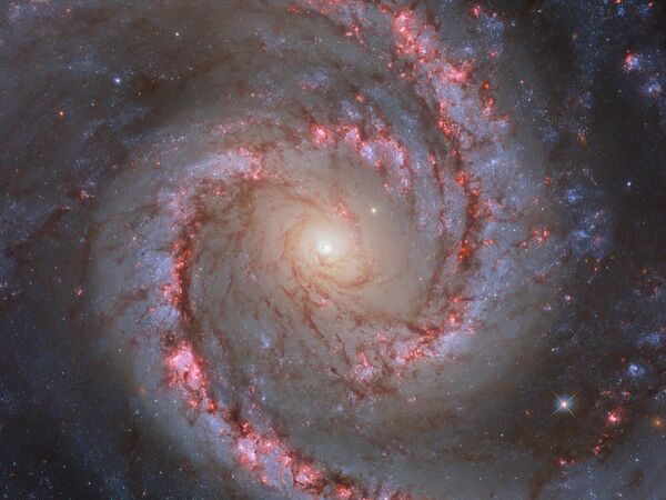 این تصویر پر جنب و جوش و پویا، کهکشان مارپیچی NGC 1566 را نشان می دهد که گاهی به طور غیررسمی از آن به عنوان &quot;کهکشان رقصنده اسپانیایی&quot; یاد می شود. مانند موضوع یکی دیگر از عکس‌های هفته اخیر هابل، NGC 1566 یک کهکشان مارپیچی با میله ضعیف یا میانی است، به این معنی که در مرکز خود ساختار میله‌ای شکل وجود ندارد یا وجود ندارد. کهکشان نام مستعار خود را مدیون خطوط چرخشی زنده و چشمگیر بازوهای مارپیچی خود است که می تواند شکل ها و رنگ های شکل متحرک یک رقصنده را تداعی کند. NGC 1566 در فاصله 60 میلیون سال نوری از زمین در صورت فلکی دورادو قرار دارد و همچنین عضوی از گروه کهکشان های دورادو است. - اسپوتنیک ایران  