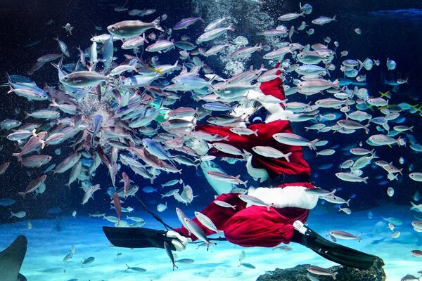 غواصی با لباس بابا نوئل به ماهی ها در آکواریوم سان شاین به مناسبت آمادگی برای مراسم کریسمس در توکیو غذا می دهد. 14 دسامبر 2023 - اسپوتنیک ایران  