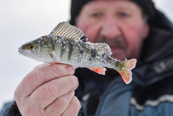 یک ماهیگیر در حین ماهیگیری زمستانی در دریاچه تاواتوی در استان سوردلوفسک، ماهی صید شده را در دست دارد. - اسپوتنیک ایران  
