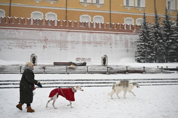 زنی با سگ هایش در باغ الکساندروف مسکو قدم می زند. سیکلون &quot;اولگا&quot; چنان بارش شدید برف را به مسکو آورد که می تواند رکوردشکن شود. امروز تا یک چهارم میزان عادی بارش برف در ماه  پیش بینی می شود که در یک روز بی سلبقه است. - اسپوتنیک ایران  