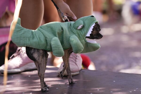 لباس تمساح سگی در جریان رژه کارناوال سگ &quot;بلوکائو&quot; در ریودوژانیرو، برزیل. - اسپوتنیک ایران  