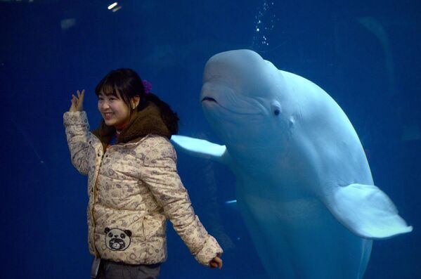 سلفی با دلفین سفید در پکن. - اسپوتنیک ایران  