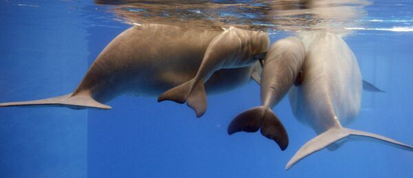 دو گوساله نهنگ بلوگا که تازه به دنیا آمدند بین مادرانشان در «سی وورلد»  سن آنتونیو شنا می کنند. - اسپوتنیک ایران  