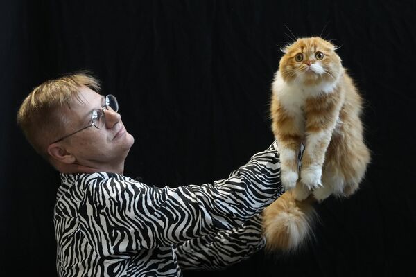 یک گربه اسکاتلندی فولد در نمایشگاه لندن مورد ارزیابی قرار می گیرد. - اسپوتنیک ایران  