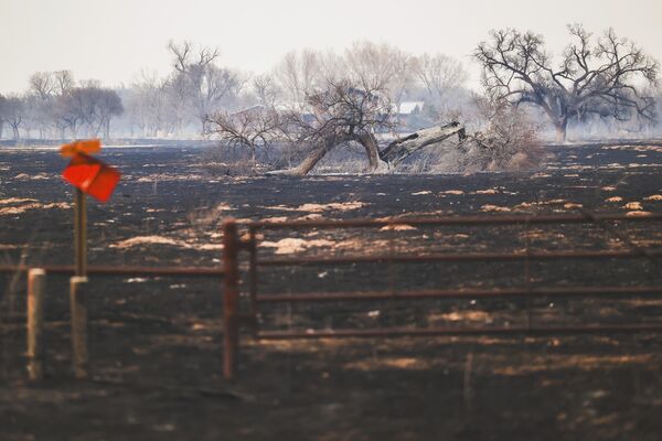 یک درخت  در یک مرتع سوخته در حادثه آتش سوزی تگزاس. 28 فوریه 2024. - اسپوتنیک ایران  