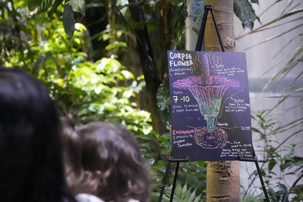  تابلویی که اطلاعاتی درباره گل های جسد را ارائه می دهد در نزدیکی  گل جسد دزر آکائمی علوم کالیفرنیا نصب شده است. چهارشنبه 28 فوریه 2024 - اسپوتنیک ایران  