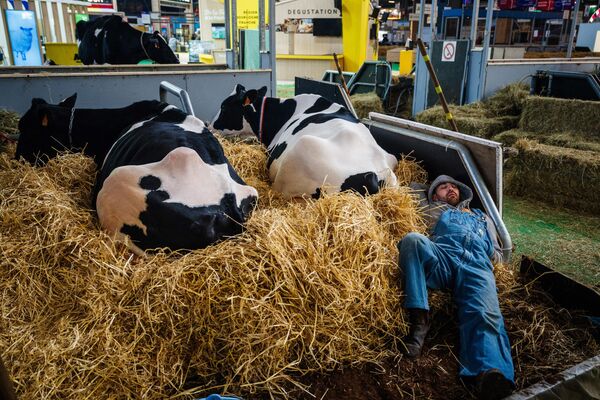 استراحت مزرعه داری در کنار گاوها در آستانه آغاز 60-مین بازار بین المللی کشاورزی  پاریس. - اسپوتنیک ایران  