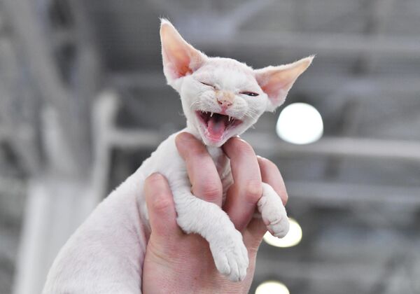 گربه دوون رکس در نمایشگاه بین المللی بهاری گربه  در مسکو. - اسپوتنیک ایران  