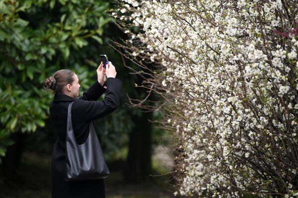 دختری از شکوفه های درختچه به ژاپنی در پارک &quot;یوژنیه کولتوری&quot;، سوچی عکس می گیرد. - اسپوتنیک ایران  