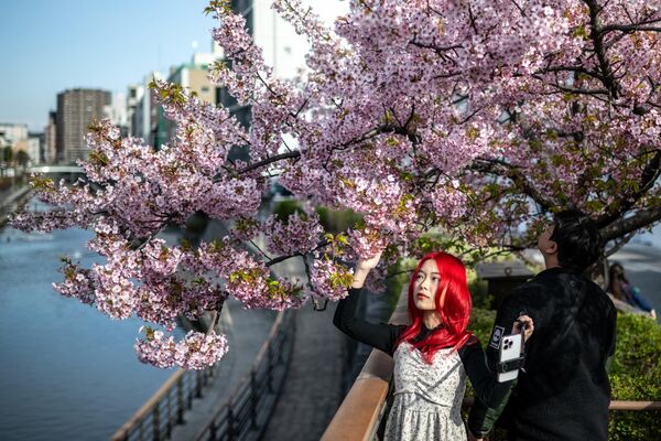 زنی با درختان شکوفه گیلاس کاوازو، یکی از اولین شکوفه های شکوفه گیلاس در ژاپن، در منطقه سومیدا توکیو عکس می گیرد.  - اسپوتنیک ایران  