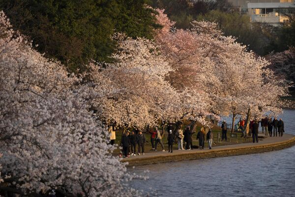 بازدیدکنندگان در زیر شکوفه های گیلاس قدم می زنند که این هفته در واشنگتن به اوج شکوفایی خود می رسد.  - اسپوتنیک ایران  