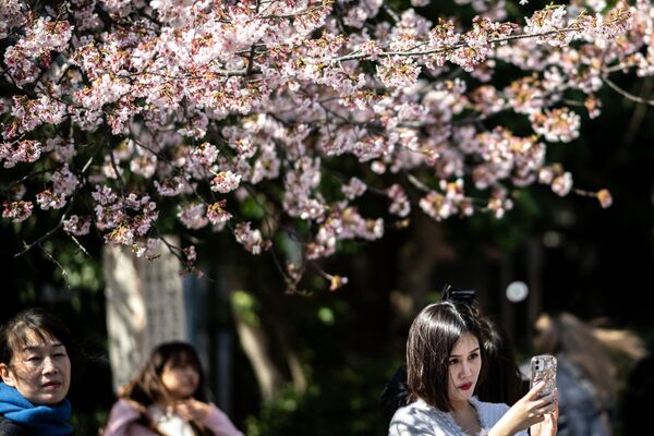 پارک Ueno در توکیو با درختان شکوفه گیلاس  - اسپوتنیک ایران  