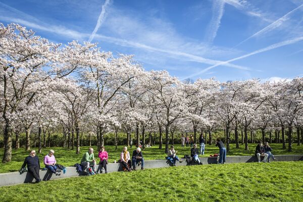 درختان گیلاس ژاپنی در بلوزمپارک در آمستلوین، جنوب آمستردام - اسپوتنیک ایران  