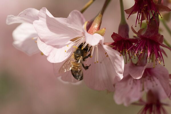  شکوفه‌های گیلاس در باغ‌های گیاه‌شناسی کتابخانه هانتینگتون در سن مارینو، کالیفرنیا  - اسپوتنیک ایران  