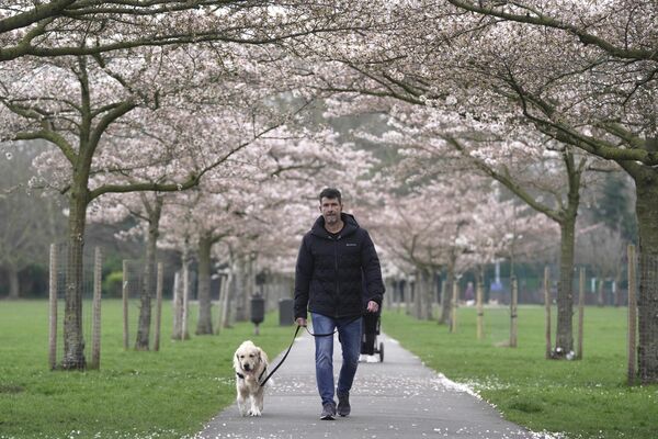 شکوفه های گیلاس در پارک باترسی لندن - اسپوتنیک ایران  