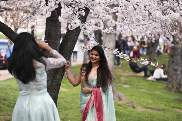 بازدیدکنندگان در زیر شکوفه های گیلاس قدم می زنند که این هفته در واشنگتن به اوج شکوفایی خود می رسد. - اسپوتنیک ایران  