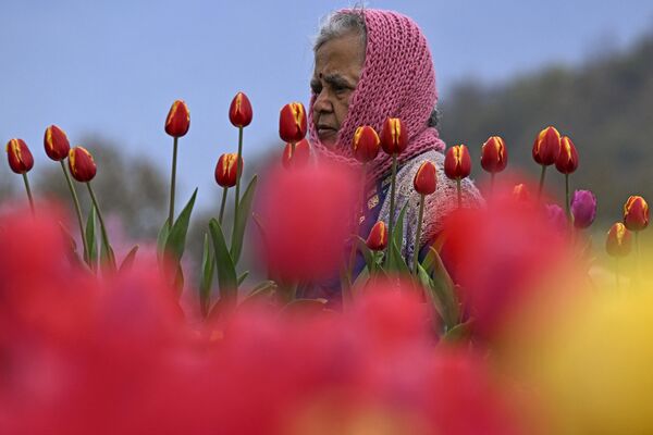 یک بازدیدکننده در 3 آوریل 2024 در باغ لاله یادبود ایندیرا گاندی در سرینگار در میان لاله ها قدم می زند. - اسپوتنیک ایران  