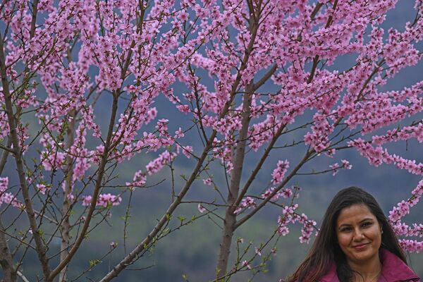 یک بازدیدکننده در 3 آوریل 2024 در مقابل یک درخت در حال شکوفه در باغ لاله یادبود ایندیرا گاندی در سرینگار عکس می گیرد. - اسپوتنیک ایران  