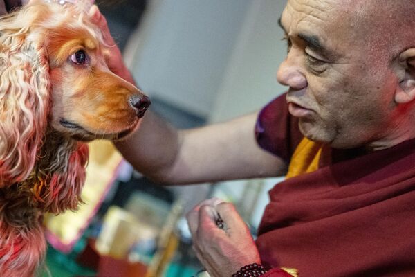 رئیس هیئت راهبان هیمالیا، گشه تسوانگ دورجه، در مراسم برکت حیوانات به عنوان بخشی از جشنواره بودایی خوش شانسی در مسکو، یک سک را مورد برکت قرار می دهد. - اسپوتنیک ایران  