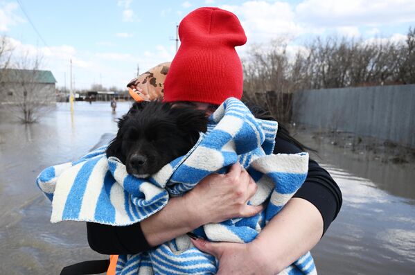 یک داوطلب، سگی را از شهر سیل زده اوچینی در استان اورنبورگروسیه نجات می دهد. بر اساس گزارش مرکز هواشناسی اورنبورگ، در صبح روز 13 آوریل، سطح آب رودخانه اورال 1171 سانتی متر بود. - اسپوتنیک ایران  