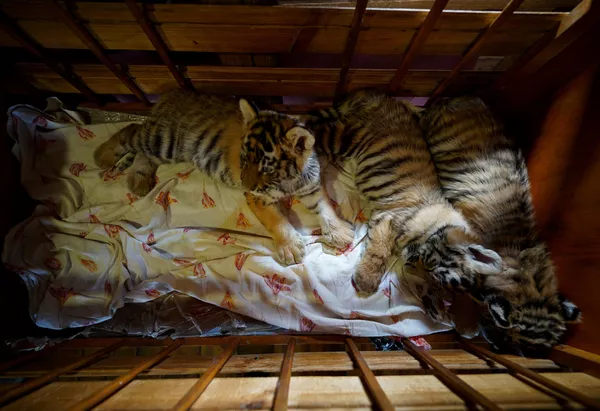 Тигрята в одном из помещений Мариупольского зоопарка Тигрята в одном из помещений Мариупольского зоопарка