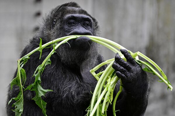 فاتو که به عنوان مسن ترین گوریل ماده جهان شناخته می شود، از سبزیجاتی می خورد که یک روز قبل از تولد 67 سالگی اش در باغ وحش برلین  گذاشته شده بود. - اسپوتنیک ایران  