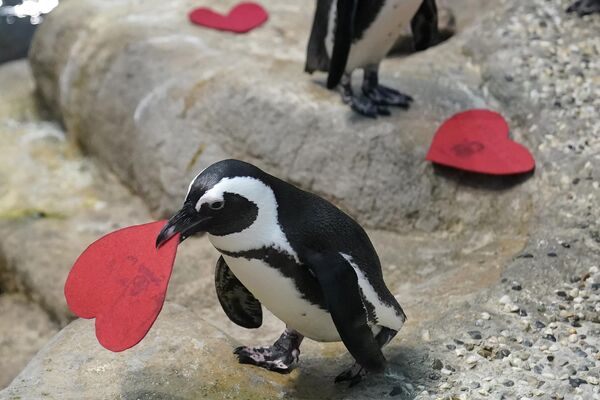پنگوئن آفریقایی در باغ وحش سان فرانسیسکو. - اسپوتنیک ایران  