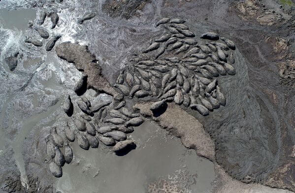  نمای هوایی اسب‌های آبی که در کانالی خشک شده در نزدیکی روستای نکساراگا در دلتای اوکاوانگو در حومه ماون گیر کرده‌اند. - اسپوتنیک ایران  