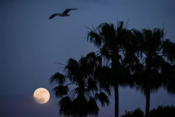 این عکس ماه کامل را در کنار درختان نخل، در کن، جنوب فرانسه، در 22 مه 2024 نشان می دهد. - اسپوتنیک ایران