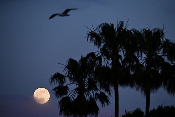 این عکس ماه کامل را در کنار درختان نخل، در کن، جنوب فرانسه، در 22 مه 2024 نشان می دهد. - اسپوتنیک ایران  