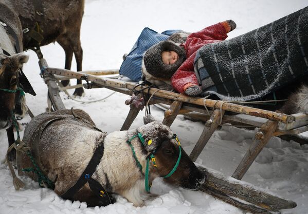 اقوام قطب شمال. کودکی در میان پوست گوزن به خواب رفته است. - اسپوتنیک ایران  