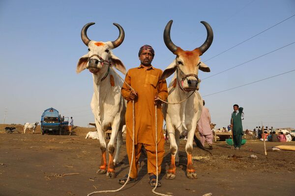بازار گوسفند در پاکستان. - اسپوتنیک ایران  