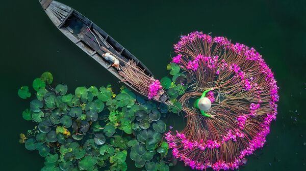 Работа Цветы лилии фотографа из Мьянмы Аунг Чан Тар. Вид сверху, одиночные - اسپوتنیک ایران  