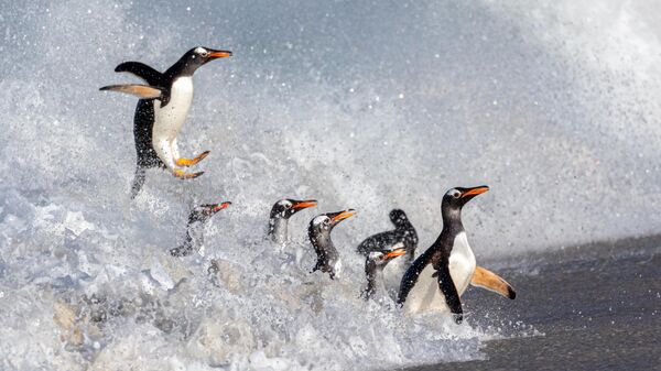 پرواز پنگوئن. اثر اندرو پولارد، برنده مقام دوم در بخش دنیای اقیانوس. جایزه عکاسی محیطی 2024 - اسپوتنیک ایران  