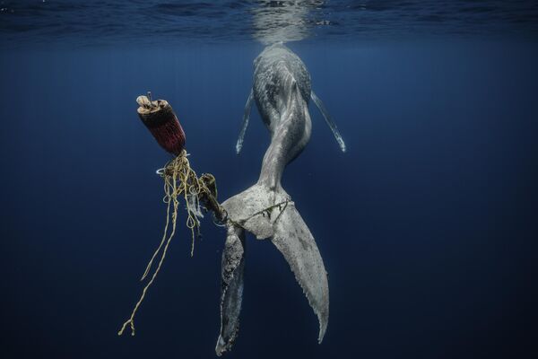نایب قهرمان در رده &quot;انسانیت در برابر طبیعت&quot; آلوارو هررو لوپز-بلتران نهنگ گوژپشت زخمی ناامید، مکزیک، 2022. - اسپوتنیک ایران  