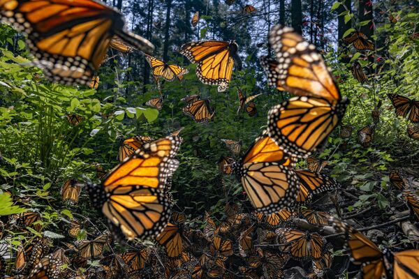 برنده رده &quot;به درون جنگل&quot;  پروانه ها در جنگل های صنوبر، مکزیک. - اسپوتنیک ایران  
