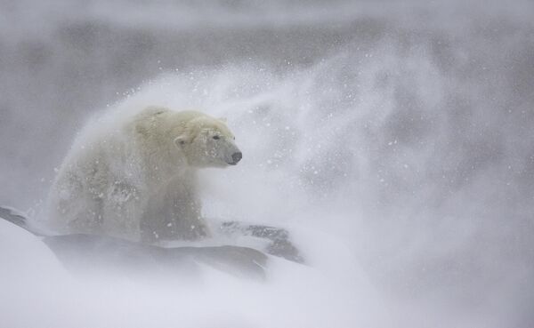 برنده رده &quot;عجایب قطبی&quot; دانیل والورده فرناندز در حال تکان دادن برف خرس قطبی در کولاک، کانادا. - اسپوتنیک ایران  