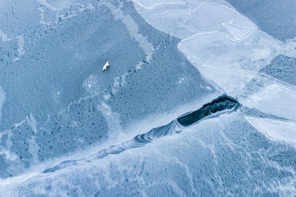 نایب قهرمان در رده &quot;عجایب قطبی&quot; فلوریان لدوکس در یخ نازک خرس قطبی روی شناور یخ، نروژ. - اسپوتنیک ایران  