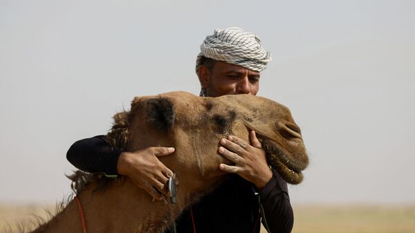 مردی در منطقه خمیسیه در جنوب شرقی بغداد شتری را در آغوش می گیرد. - اسپوتنیک ایران  