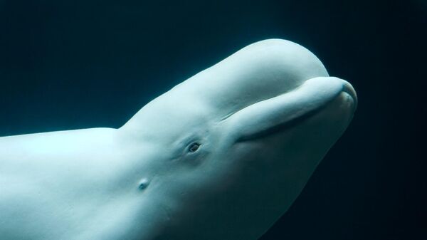 بچه دلفین سفید - اسپوتنیک ایران  