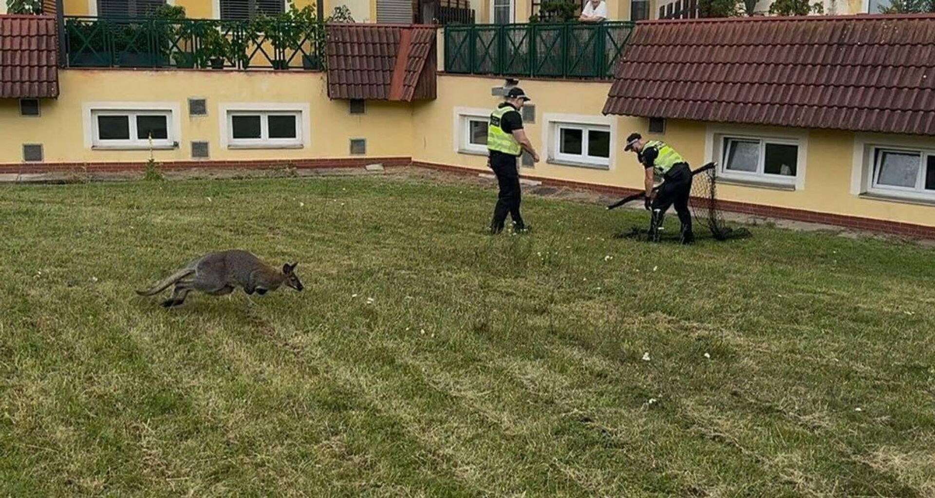 کانگوروی دله به دام ماموران افتاد کانگوروی دله به دام ماموران افتاد - اسپوتنیک ایران , 1920, 24.07.2025