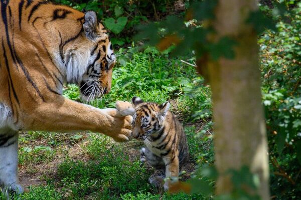 برجسته‌ترین عکس‌های هفته از 19 تا 25 ژوئیه - اسپوتنیک ایران  