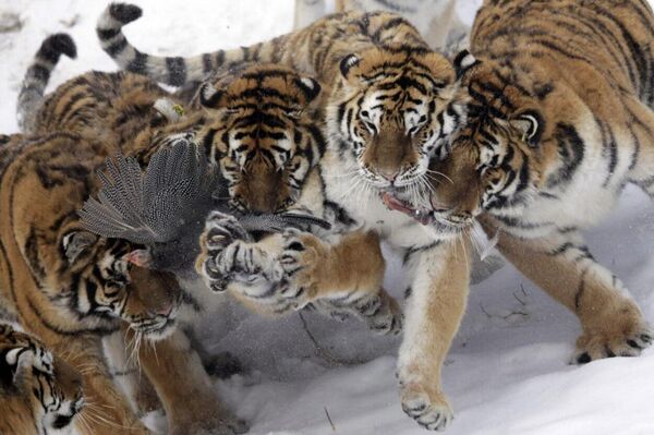 در کشورهای مختلف روز جهانی بزرگ‌ترین گربه وحشی جهان جشن گرفته می‌شود - اسپوتنیک ایران  