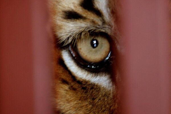 در کشورهای مختلف روز جهانی بزرگ‌ترین گربه وحشی جهان جشن گرفته می‌شود - اسپوتنیک ایران  