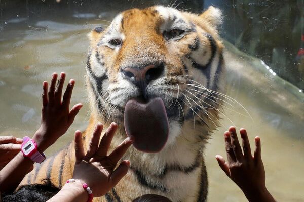 در کشورهای مختلف روز جهانی بزرگ‌ترین گربه وحشی جهان جشن گرفته می‌شود - اسپوتنیک ایران  
